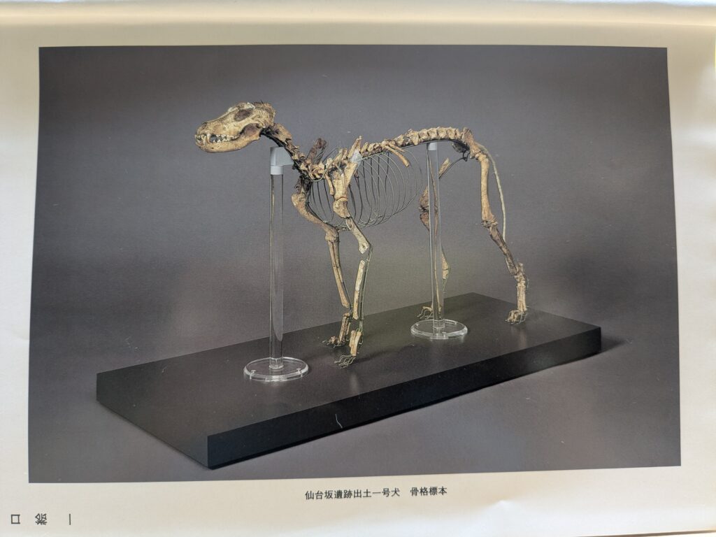 西洋犬（せいようけん）